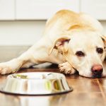 a dog lies next to his food bowl