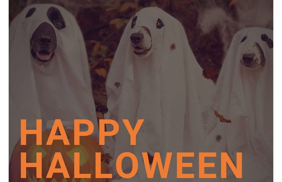 dogs dressed as ghosts for halloween