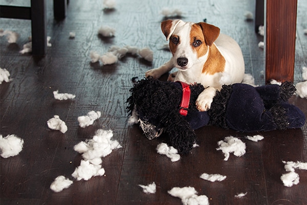 a dog lies next to a torn up stuffed animal