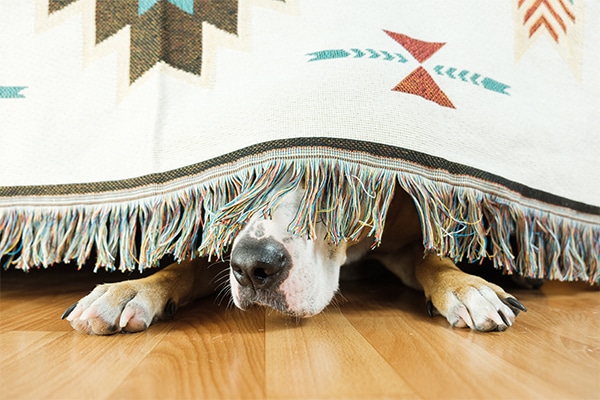a dog hides under the couch